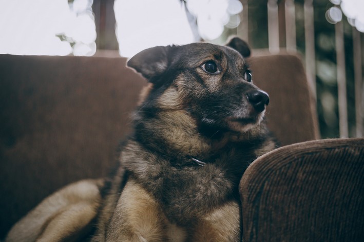osteossarcoma em cães cachorro sentado triste