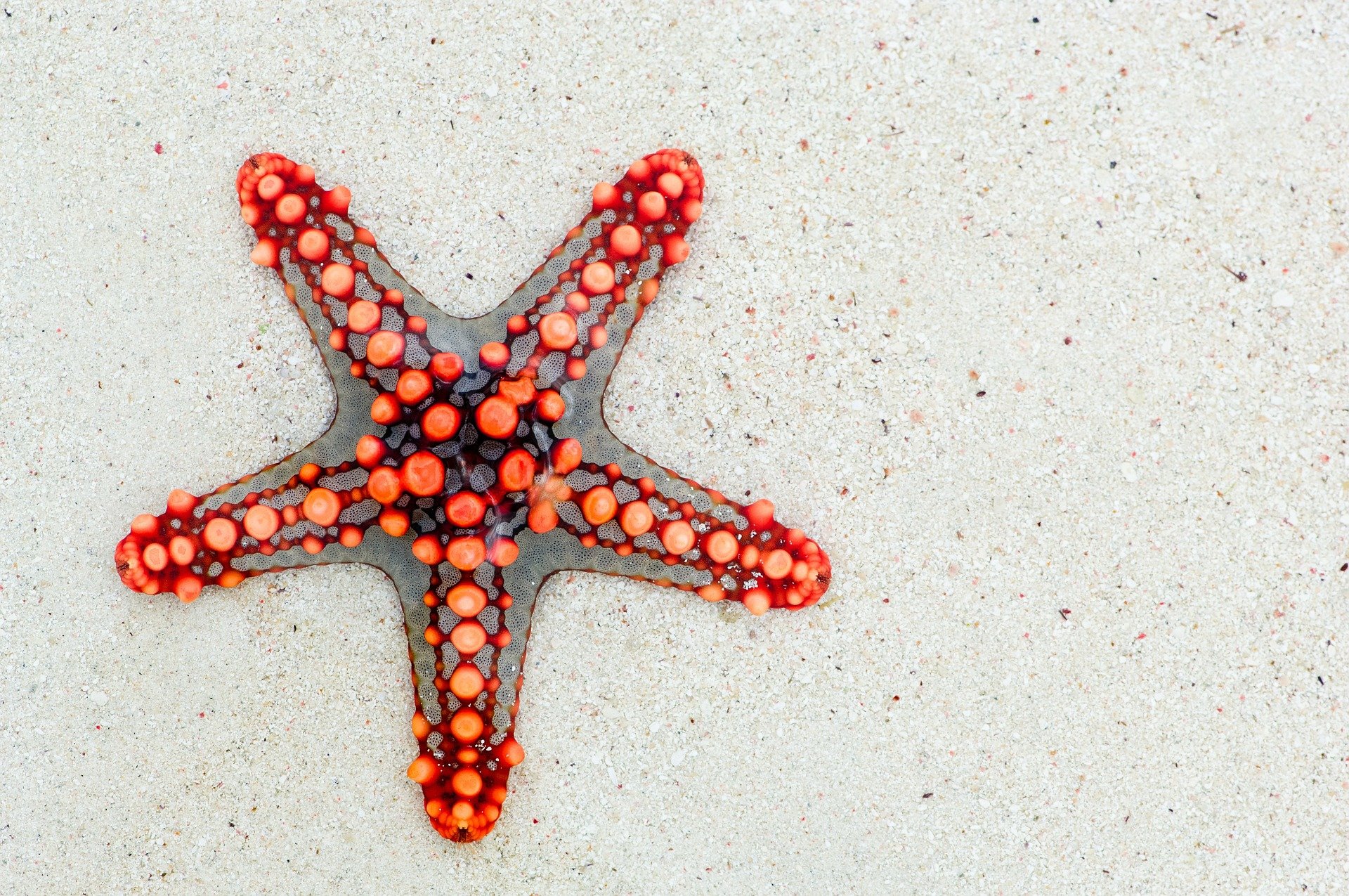 estrela-do-mar é vertebrado ou invertebrado