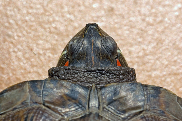 tartaruga de orelha vermelha