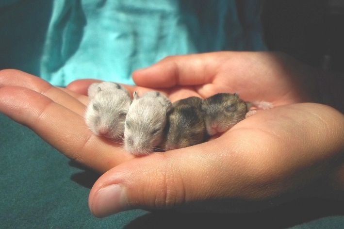 Com quantos dias pode separar os filhotes de hamster da mãe