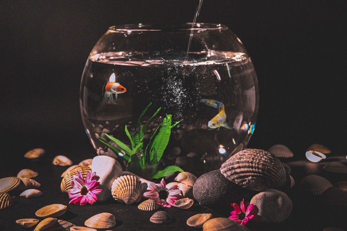 aquário redondo com peixes e plantas