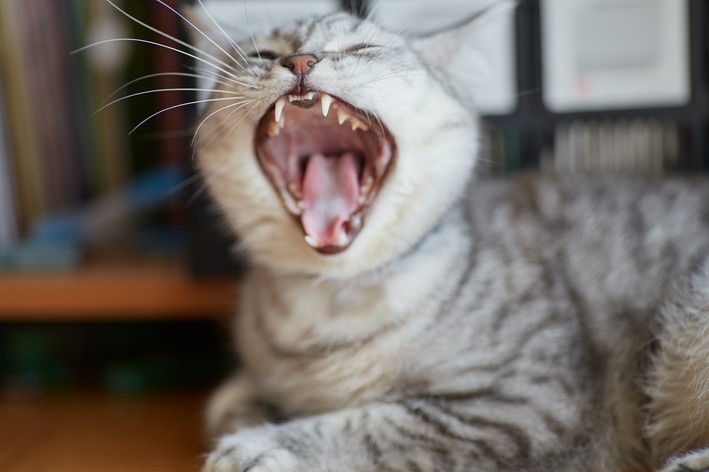 gato engasgado com a boca aberta