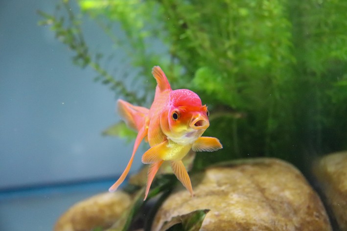 peixe com a boca aberta nadando em aquário