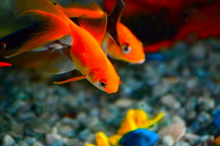 o que peixe come além de ração peixes nadando no aquário