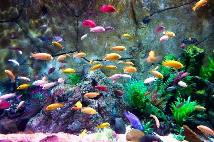 peixes que podem viver juntos no aquário
