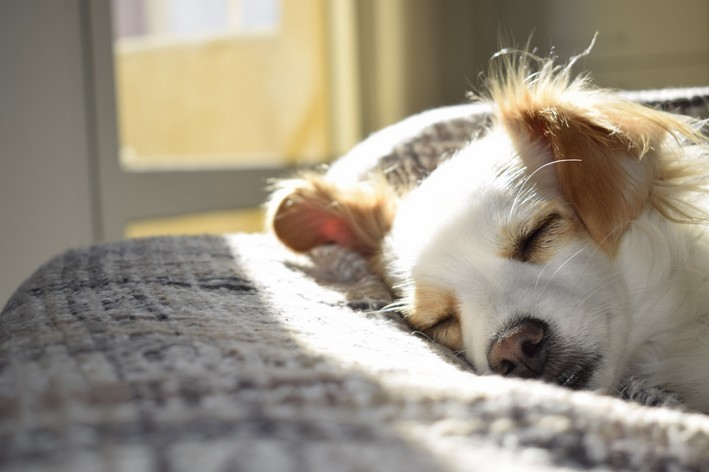 quantas horas um cachorro dorme por dia, cachorro dormindo no sol