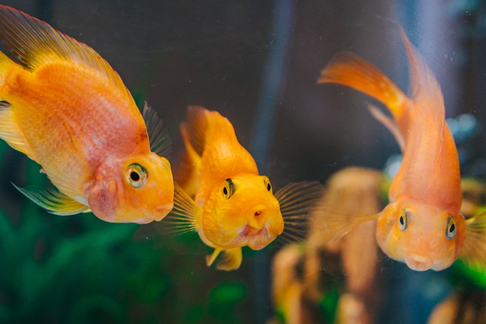 quanto tempo vive um peixe de aquário, peixes dourados em foco