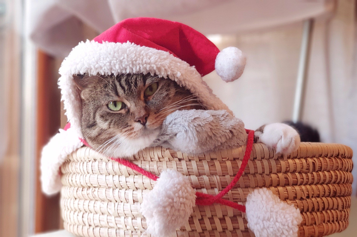 Gatos e árvores de Natal: como proteger a decoração