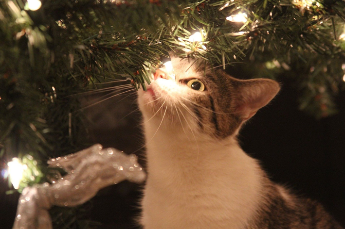Dicas finais para conciliar gatos e árvores de Natal