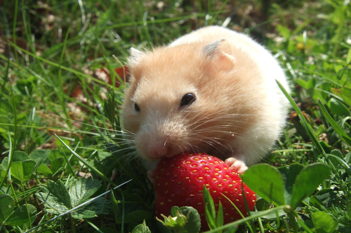 Hamster pode comer morango? Descubra!