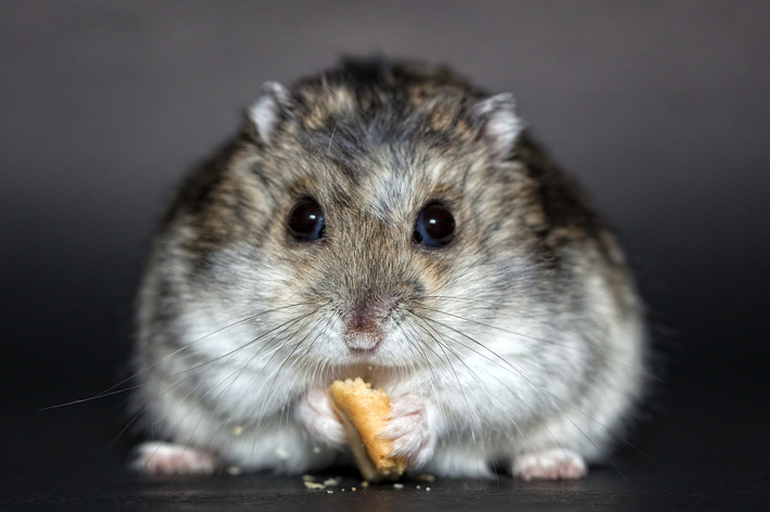 O que não dar para o seu hamster comer