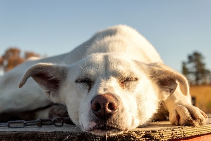 por que cachorro gosta de tomar sol e dormir