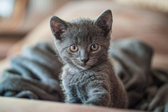 gato filhote cinza sentado olhando para frente