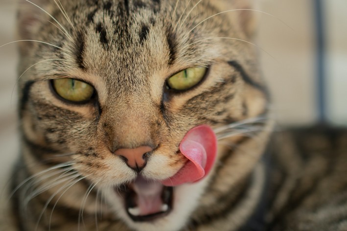 gato pode comer gelatina