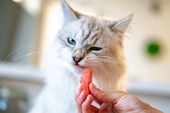 gato pode comer gelatina