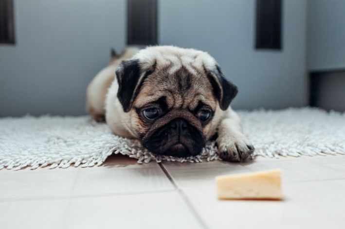 cachorro pode comer queijo. cachorro olhando para pedaço de queijo no chão