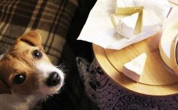 cachorro pode comer queijo. cachorro olhando para cima queijo em cima da mesa