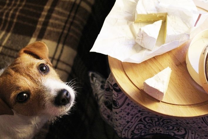 cachorro pode comer queijo. cachorro olhando para cima queijo em cima da mesa