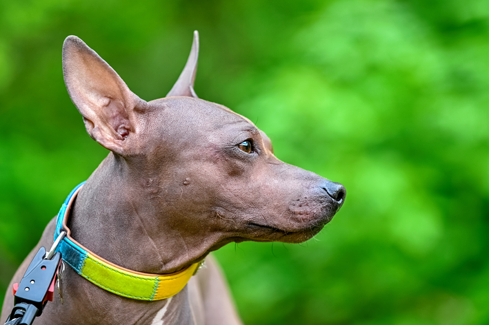 Cachorro sem pelo: o fofinho Terrier Americano Sem Pelo