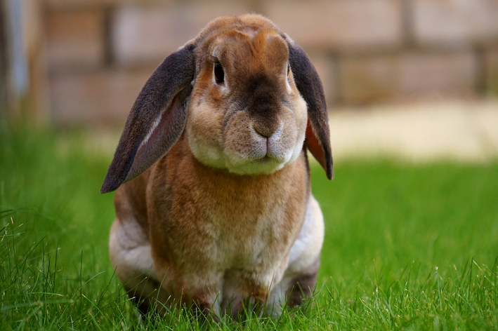 Nomes de coelhos inspirados em comida