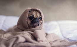cachorro gripado triste enrolado em manta