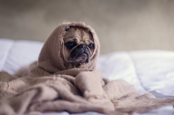 cachorro gripado triste enrolado em manta