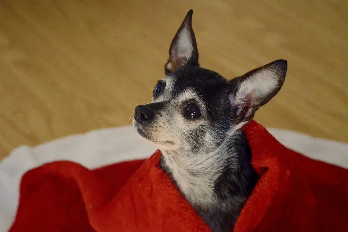 cachorro gripado com cobertor vermelho