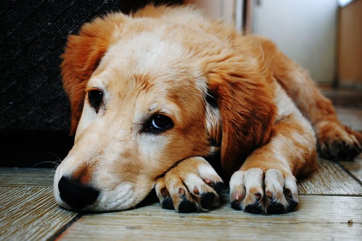 Tratamento da doença renal crônica em cães