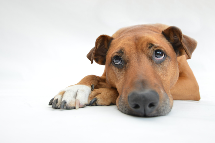 Março Amarelo: combate à Doença Renal Crônica em cães e gatos 