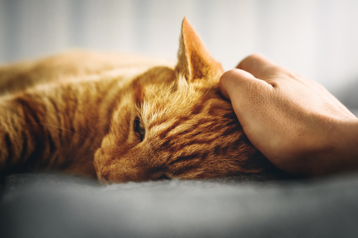 Enfermedad renal crónica en gatos: síntomas, diagnóstico y tratamiento