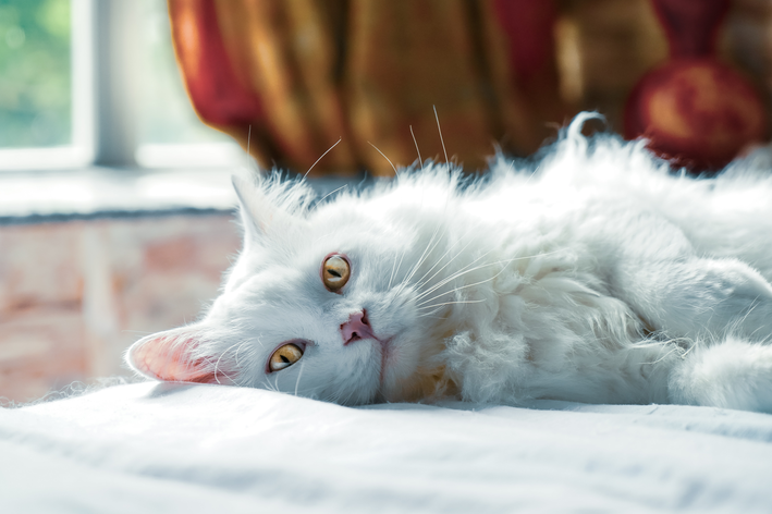 Síntomas de la enfermedad renal crónica en gatos