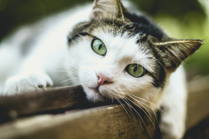 Tratamiento de la enfermedad renal crónica en gatos