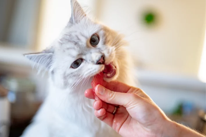 o que dar para gato comer quando não tem ração gato comendo pedaço de salmão