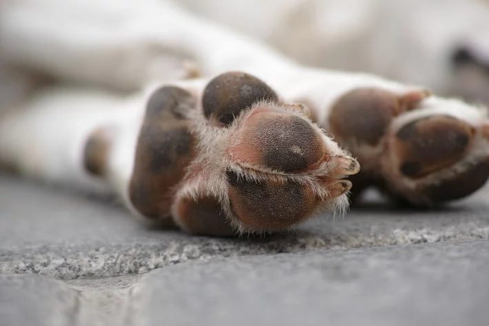 cachorro deitado mostrando coxins das patas