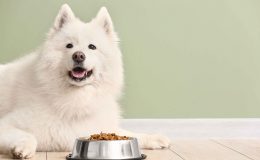 cachorro branco ao lado de comedor com ração Guabi Natural