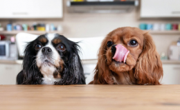 cachorros sentados com a lingua de fora