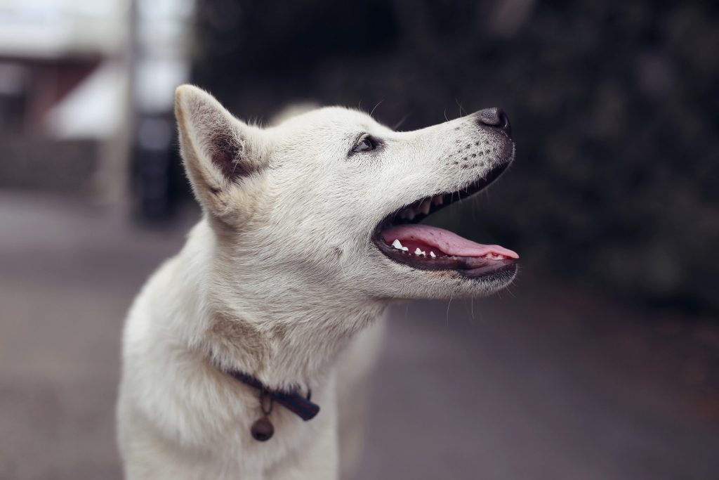cachorro branco latino 