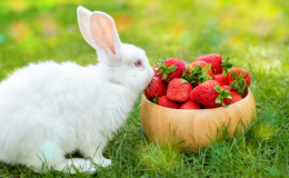 será que coelho pode comer morango?
