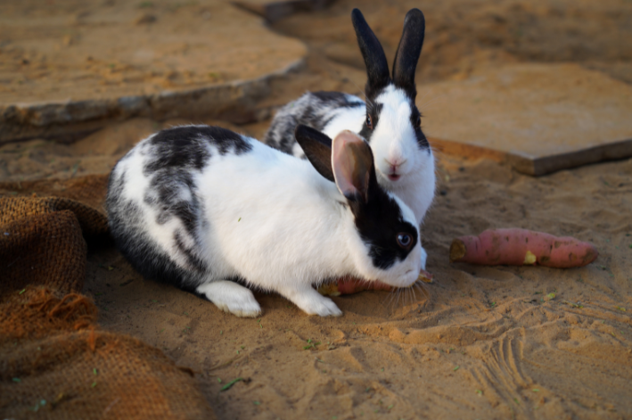 Será que coelho pode comer batata doce?