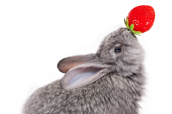 Morango é uma das frutas que os coelhos podem comer