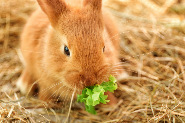 coelho pode comer espinafre