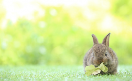 Descubra se coelho pode comer salsinha