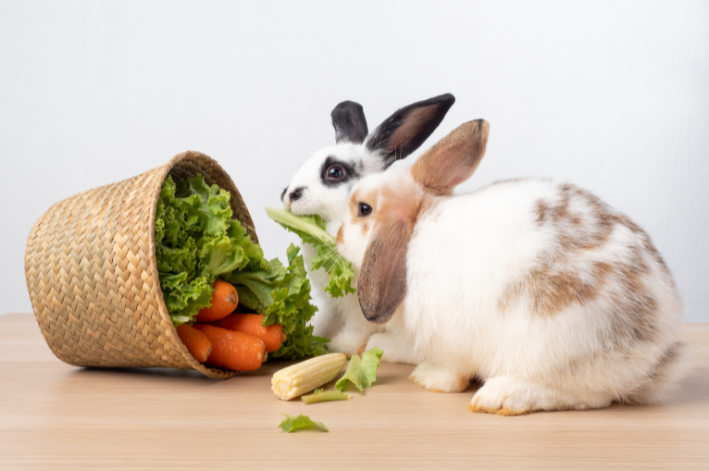 Descubra se coelho pode comer espinafre