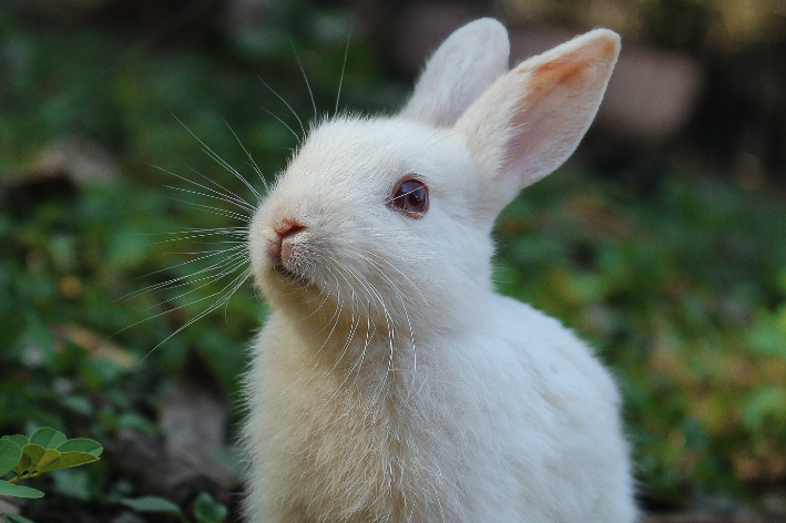coelho branco