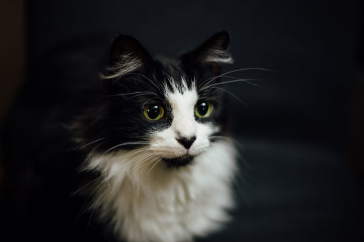 gato bicolor preto e branco