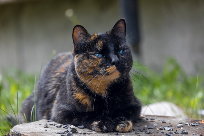 gato bicolor escaminha