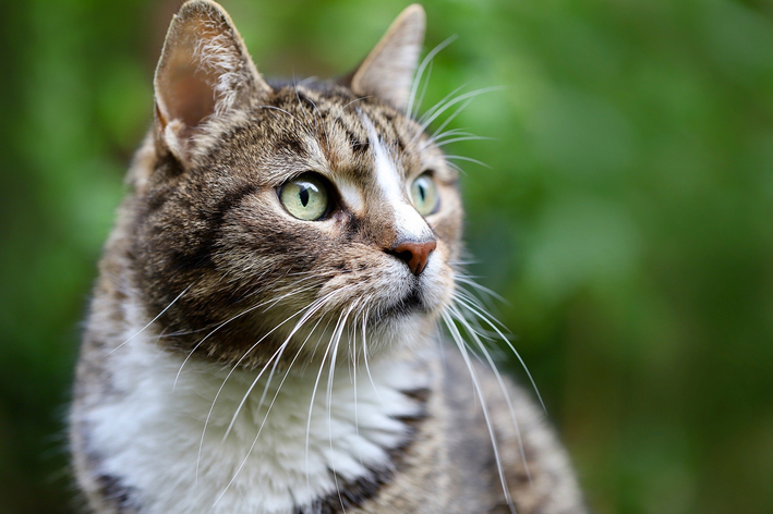 Olho de gato inflamado: como tratar?