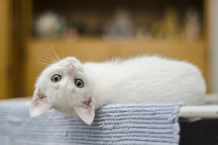 Como prevenir e evitar um gato com olho inflamado?