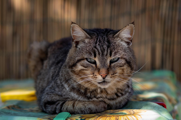 Diferenças entre a ração para gatos castrados e uma ração para animais adultos convencional