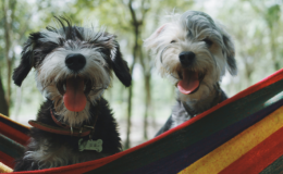 cães sentados em rede felizes